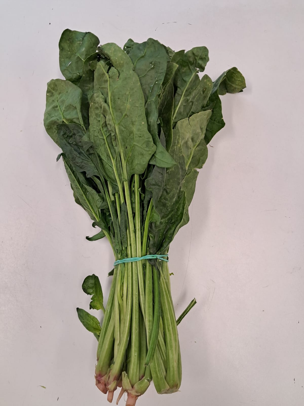 Palak/spinach 1 Stuck