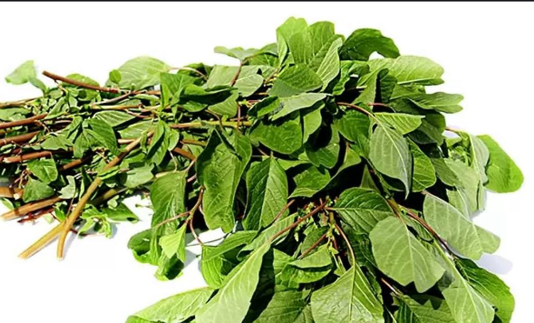 Surinaams Chawraja Leaves