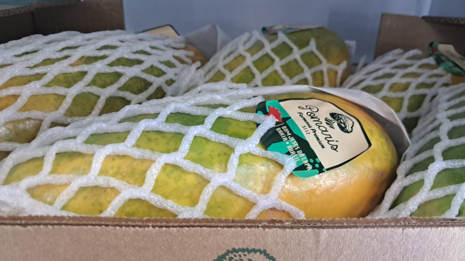 Papaya 1pc(1200 To 1300gr)