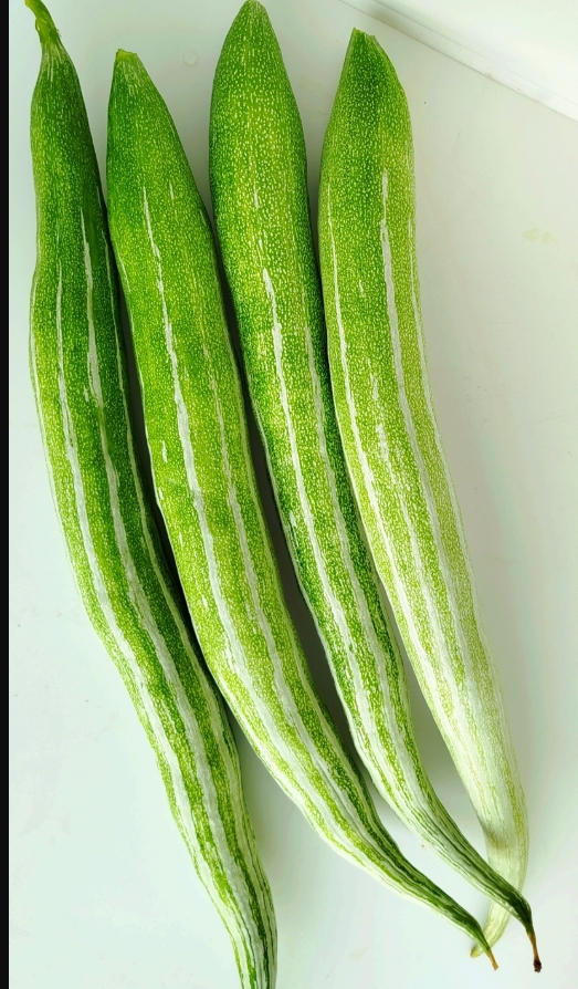 Snake Gourd