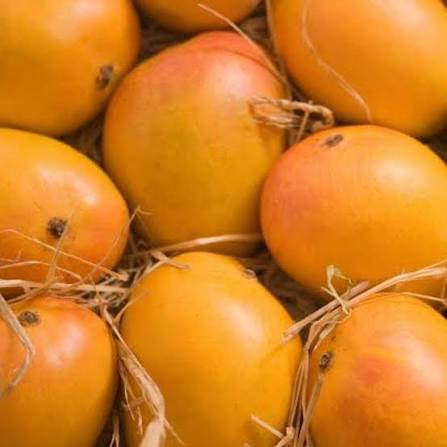 Alphonso Mango 1pc